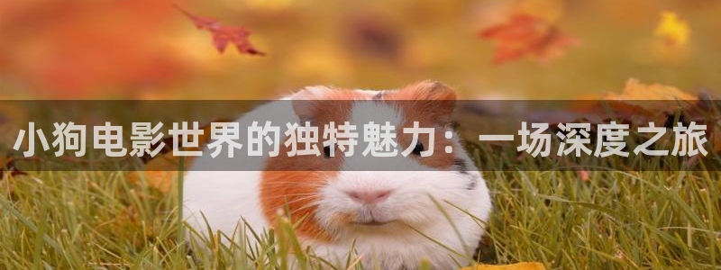 神马秋霞电影网：小狗电影世界的独特魅力：一场深度之旅