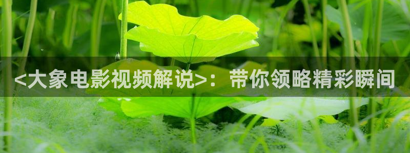 秋霞网7788：<大象电影视频解说>：带你领略精彩瞬间