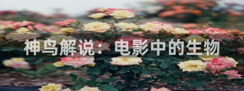 www.秋霞三级电影：神鸟解说：电影中的生物
