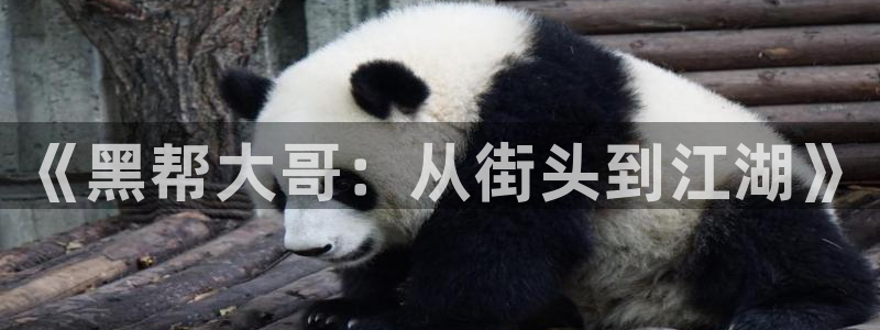 秋霞论理电影免费观看：《黑帮大哥：从街头到江湖》